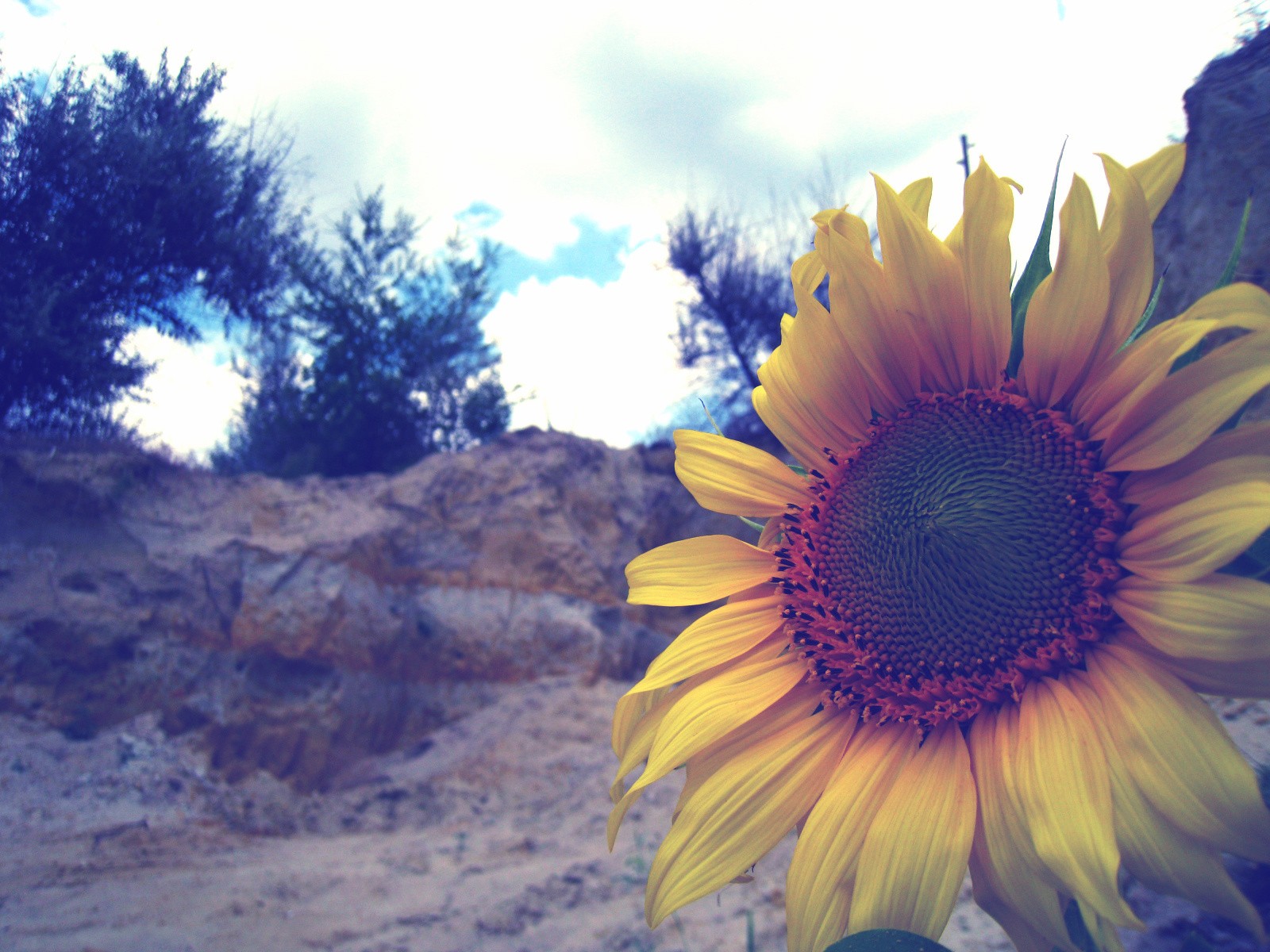 nature Wallpaper