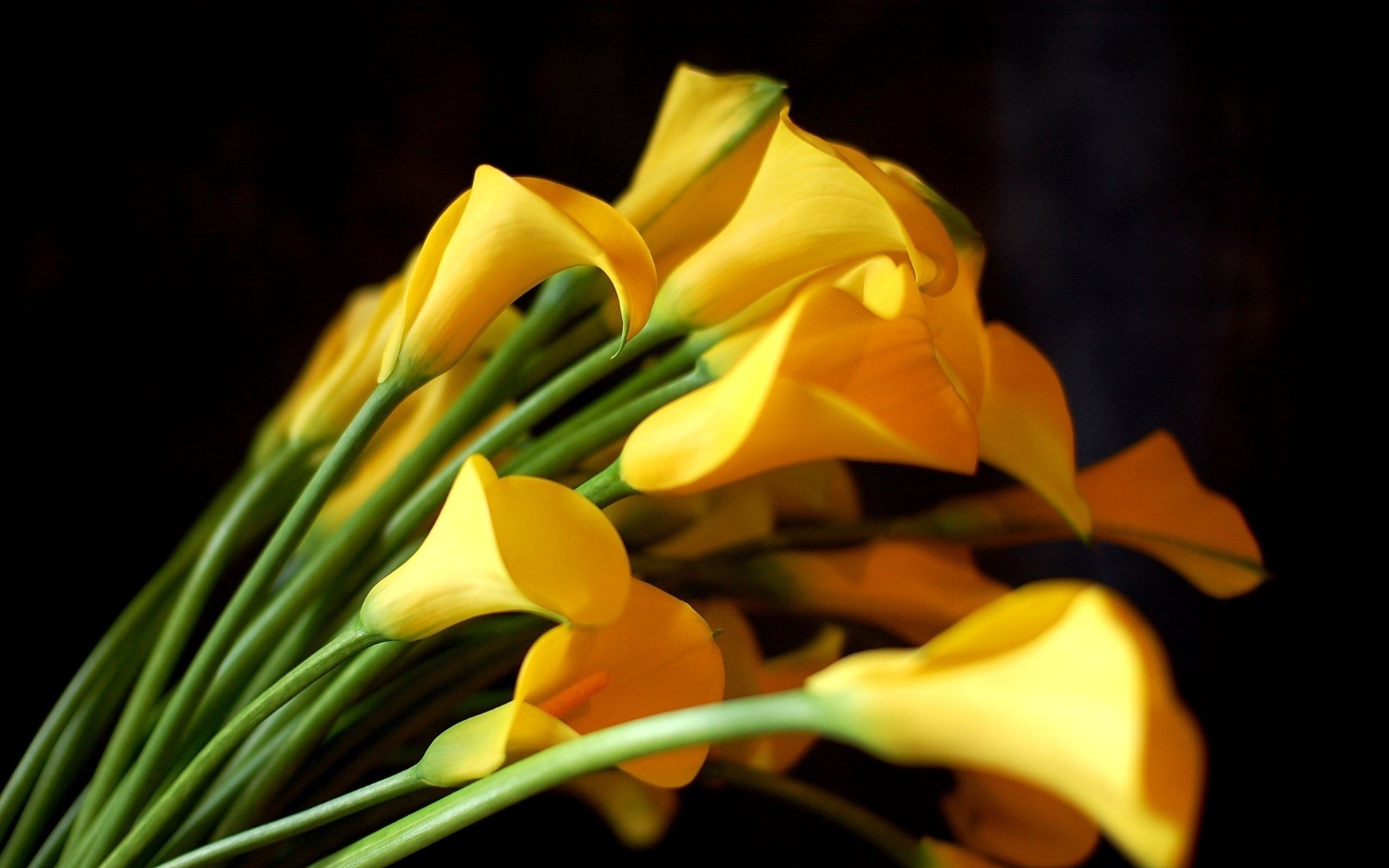 flowers Wallpaper