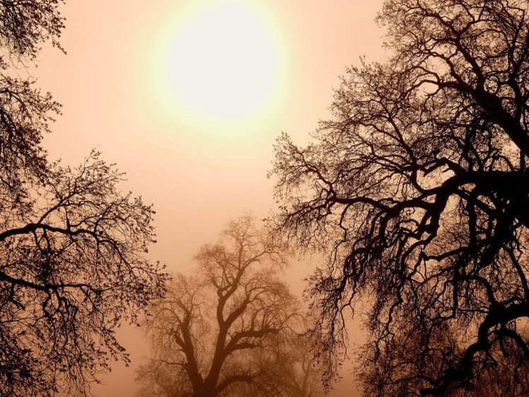sunset, Trees HD Wallpaper Desktop Background