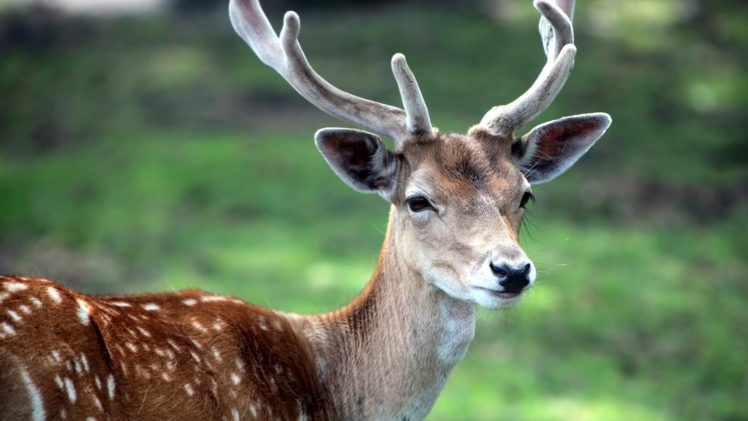 animals, Deer HD Wallpaper Desktop Background