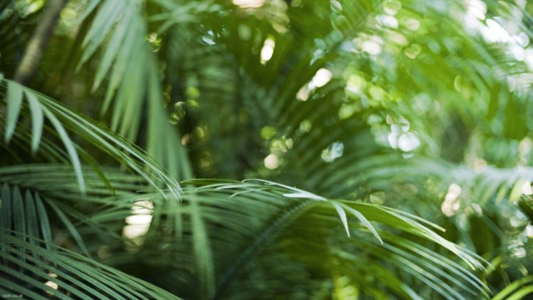 close up, Nature, Bokeh, Rainforest, Palm, Leaves HD Wallpaper Desktop Background