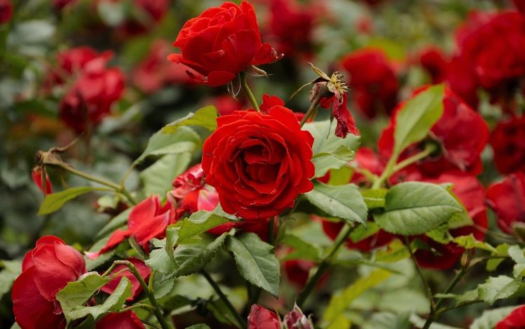 flowers, Roses, Red, Rose HD Wallpaper Desktop Background