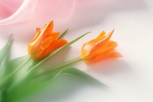 flowers, Tulips, Orange, Flowers