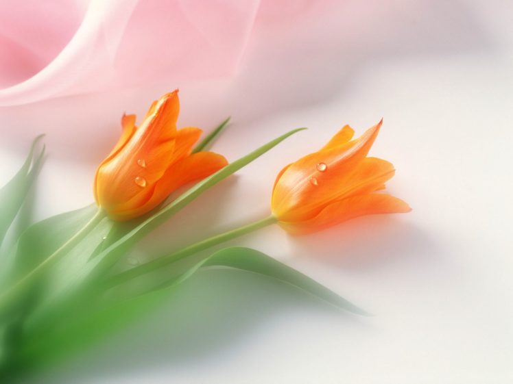 flowers, Tulips, Orange, Flowers HD Wallpaper Desktop Background