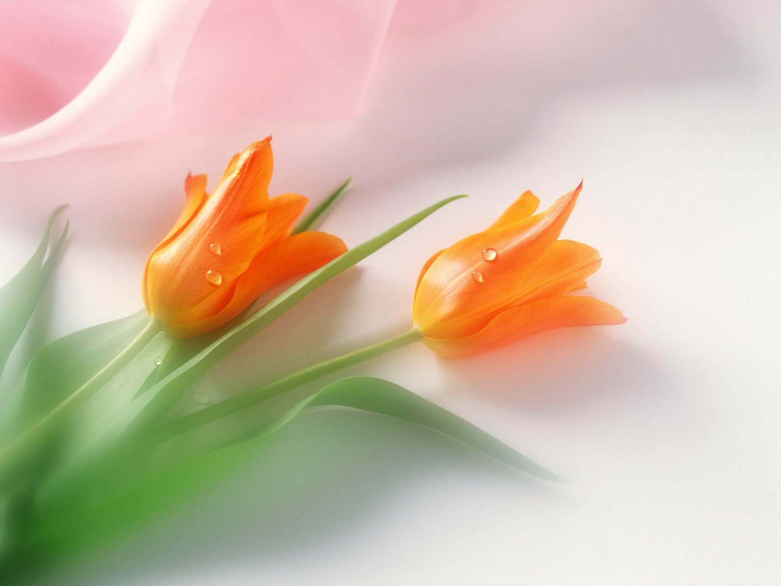 flowers, Tulips, Orange, Flowers Wallpaper
