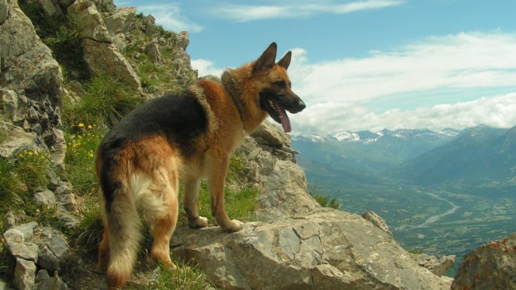 mountains, Landscapes, Nature, Animals, Dogs, German, Shepherd, Pets, Gsd HD Wallpaper Desktop Background
