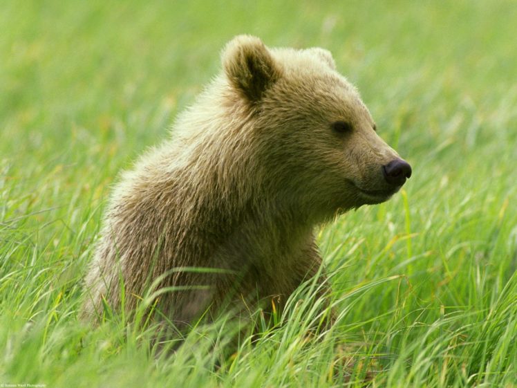 nature, Animals, Bears, Baby, Animals HD Wallpaper Desktop Background