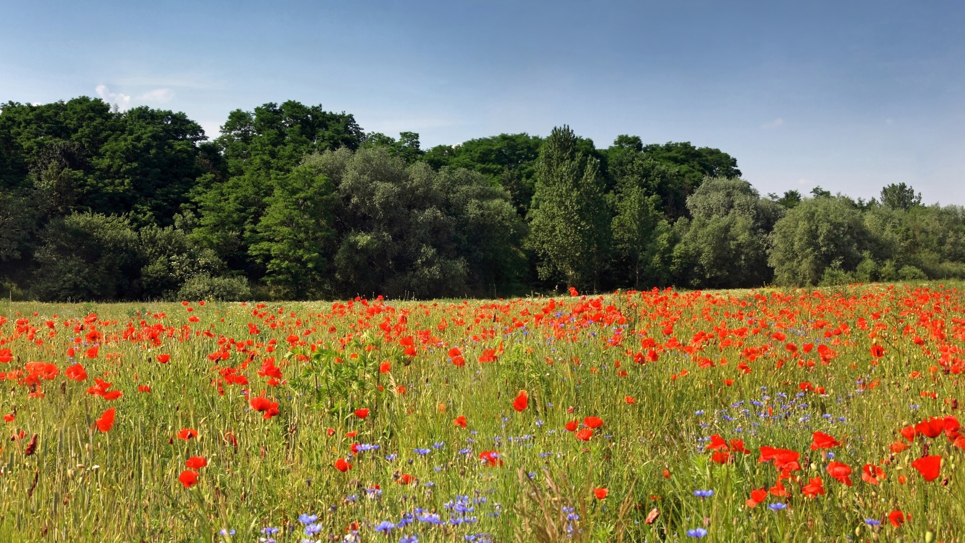 nature, Trees, Fields, Poppy Wallpaper