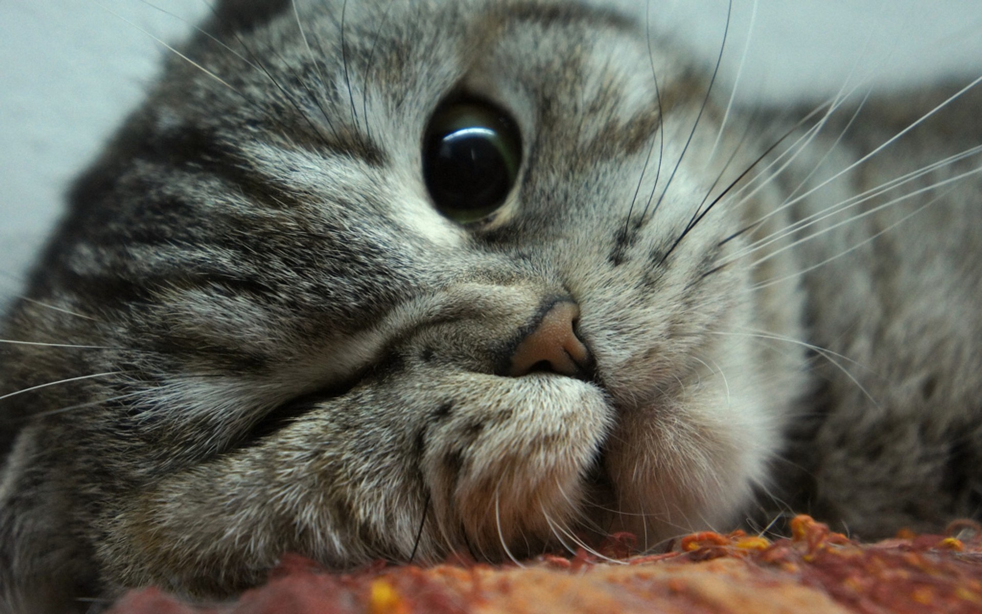 cats, Animals Wallpaper