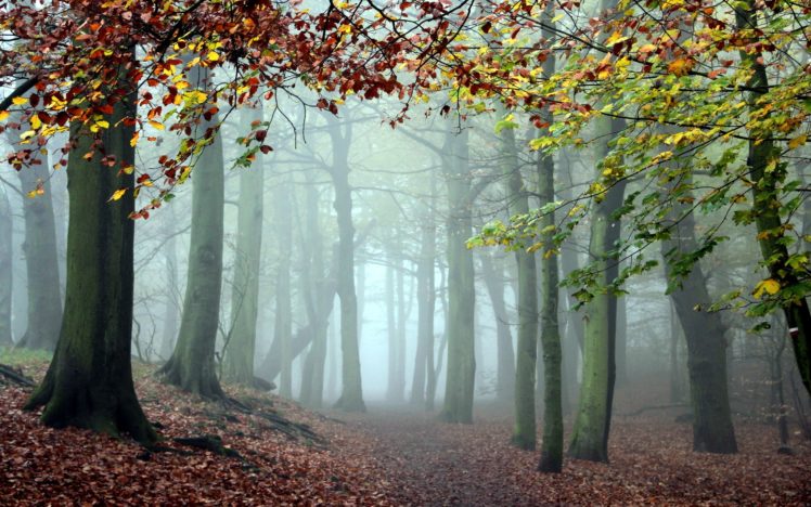 forest, Path HD Wallpaper Desktop Background