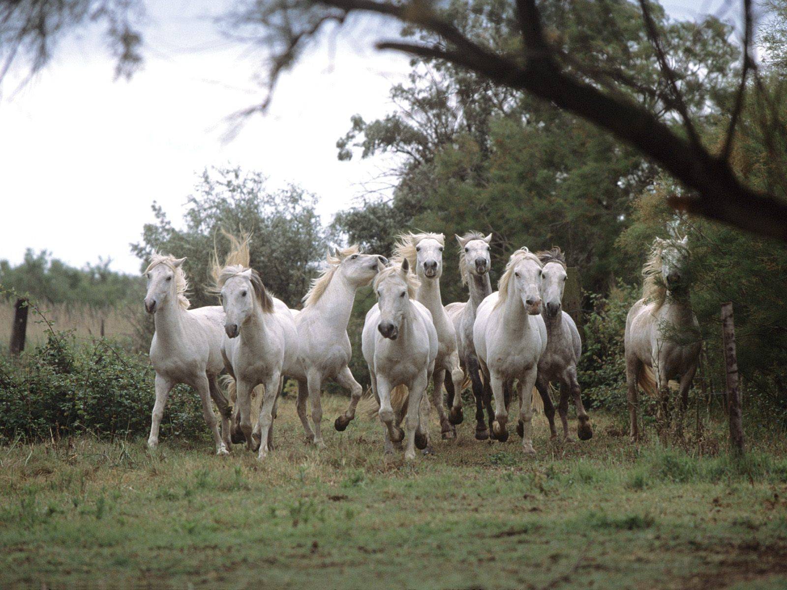 horses Wallpaper