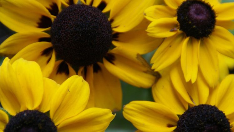 close up, Nature, Sunflowers HD Wallpaper Desktop Background
