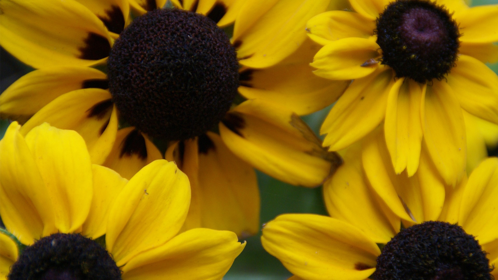 close up, Nature, Sunflowers Wallpaper