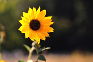 beautiful, Little, Sunflower