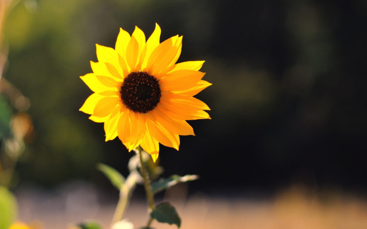 beautiful, Little, Sunflower HD Wallpaper Desktop Background