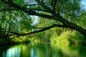 green, Water, Nature, Trees