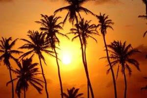 sunset, Trees, Paradise, Brazil, Palm, Trees