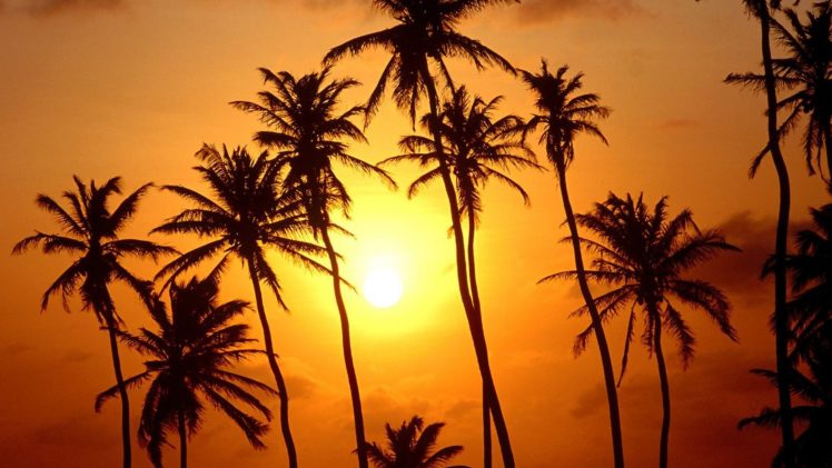 sunset, Trees, Paradise, Brazil, Palm, Trees HD Wallpaper Desktop Background