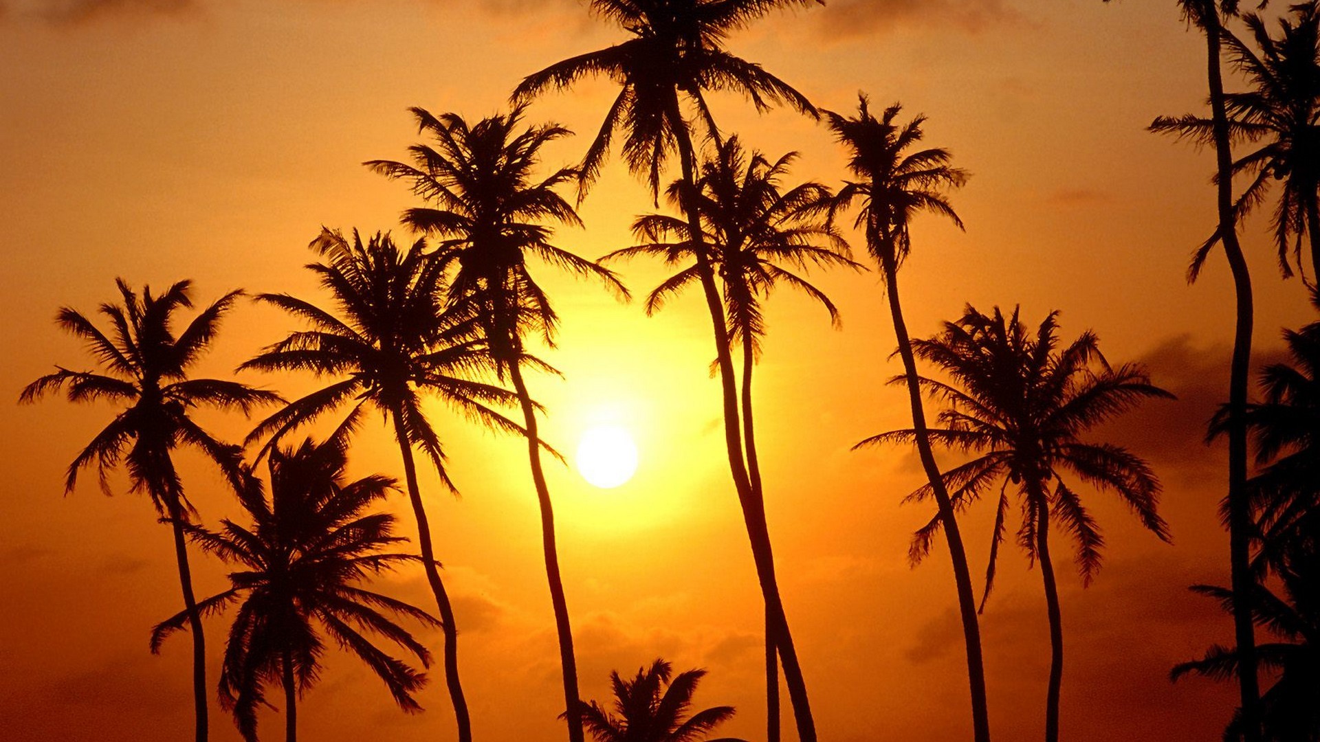 sunset, Trees, Paradise, Brazil, Palm, Trees