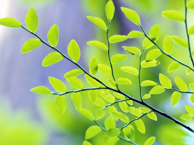 nature, Leaf, Trees, Leaves, Plants HD Wallpaper Desktop Background