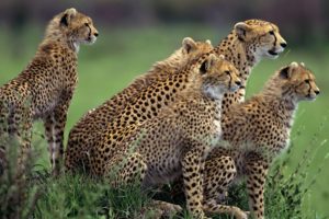 animals, Cheetahs, Wild, Cats