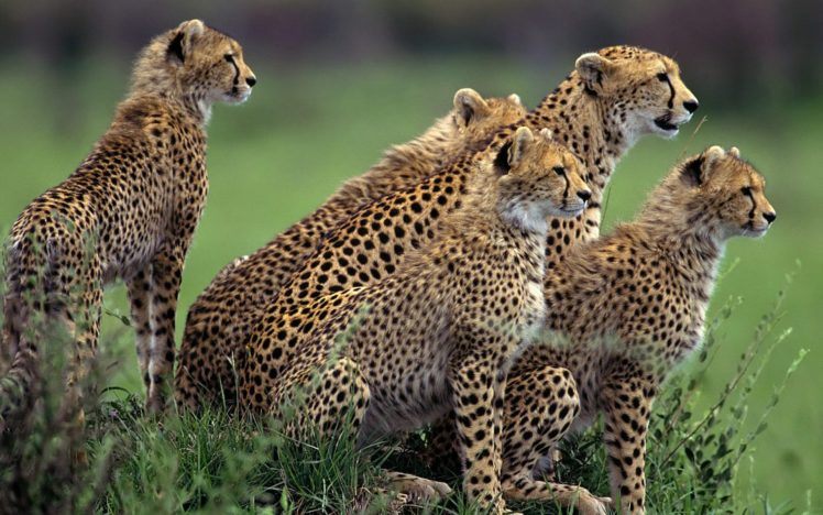 animals, Cheetahs, Wild, Cats HD Wallpaper Desktop Background