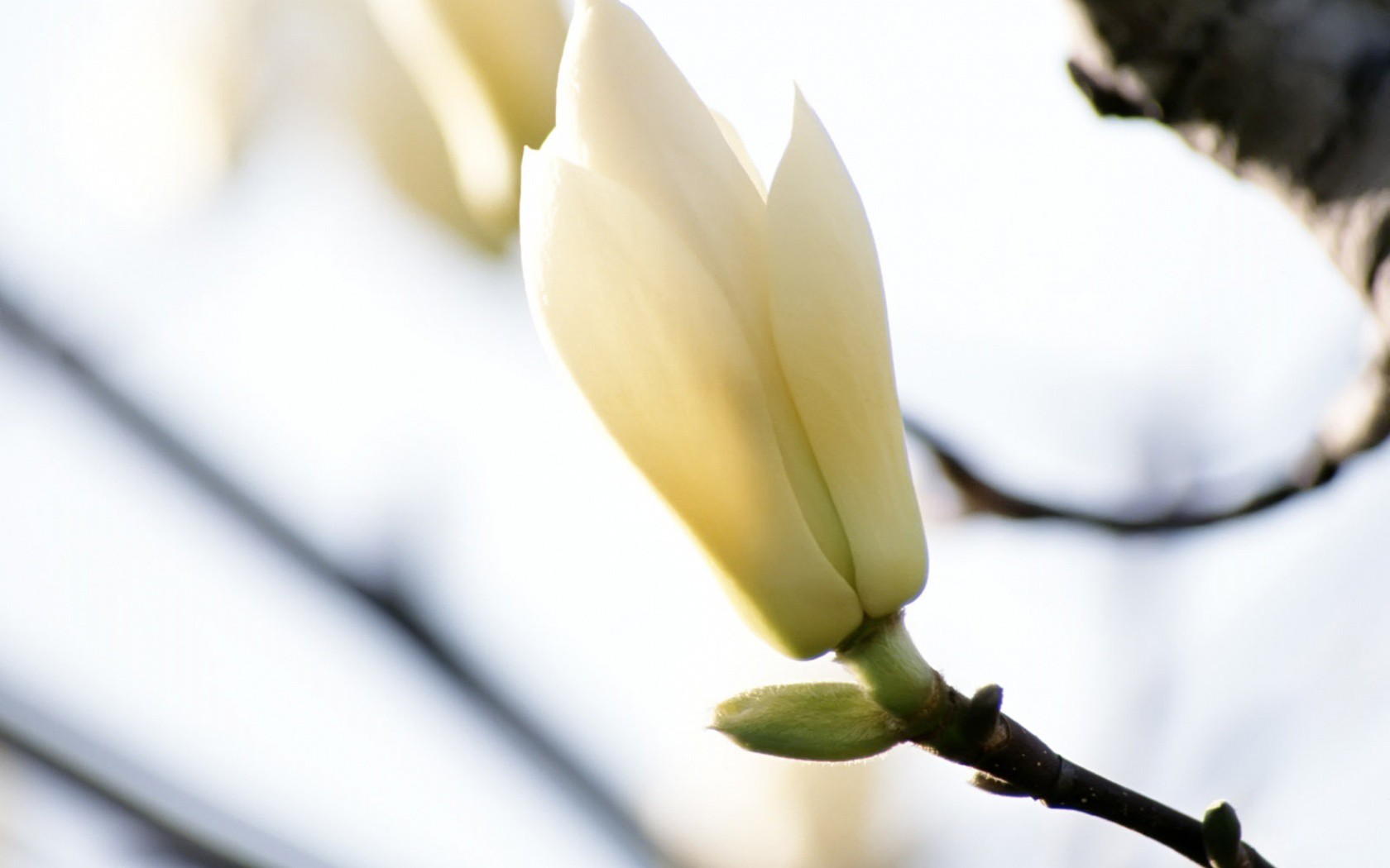 flowers, White, Flowers Wallpaper