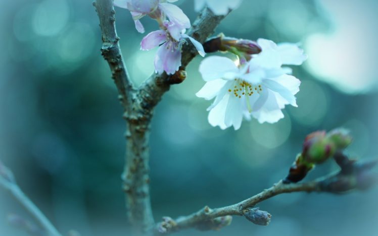 blossoms HD Wallpaper Desktop Background