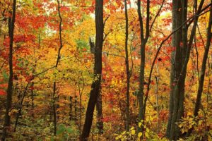 trees, Forests, Appalachian, North, Carolina
