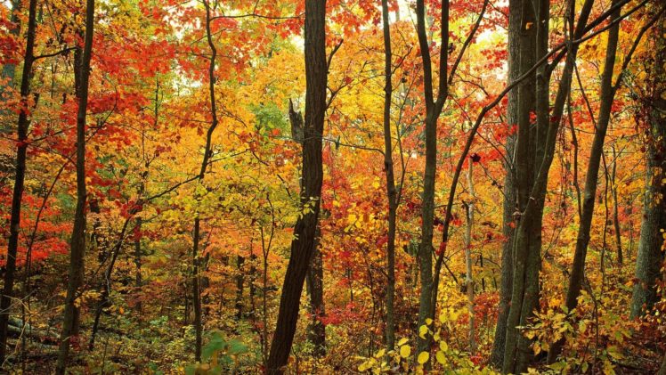 trees, Forests, Appalachian, North, Carolina HD Wallpaper Desktop Background