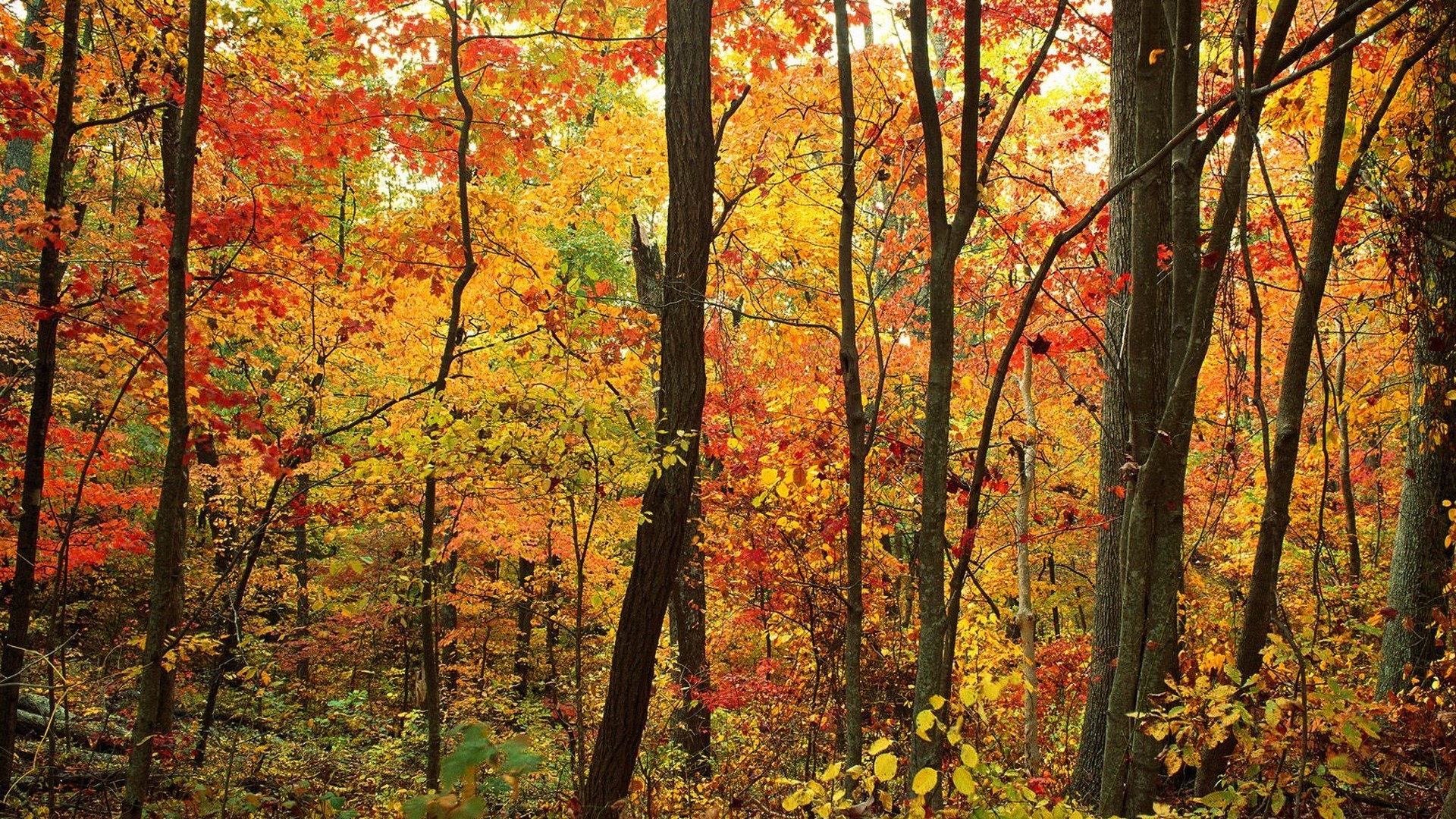 trees, Forests, Appalachian, North, Carolina Wallpaper