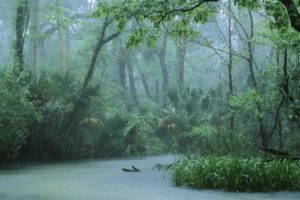 water, Nature, Trees, National, Geographic, Rainforest
