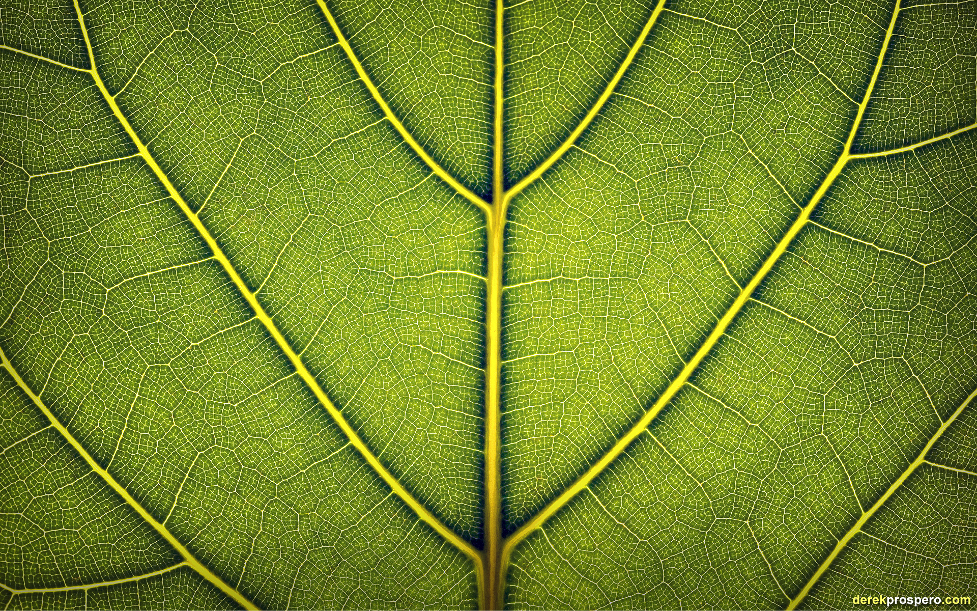 leaves Wallpaper