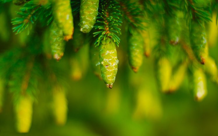 pine, Cones, Growing HD Wallpaper Desktop Background