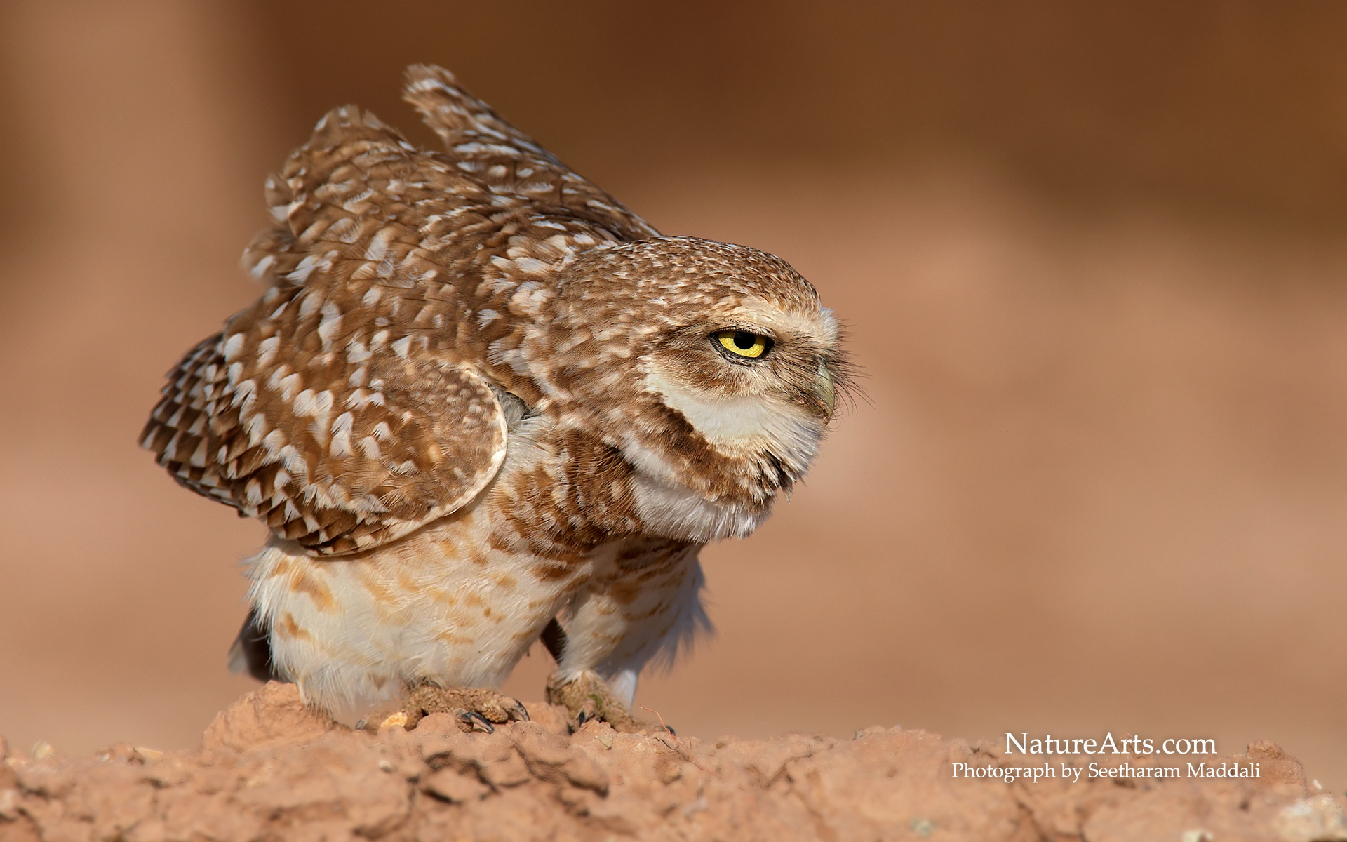 owls Wallpaper