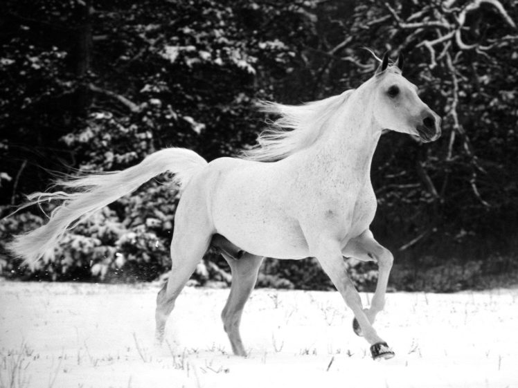 winter, Snow, White, Animals, Horses HD Wallpaper Desktop Background