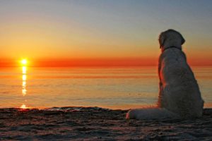 sunset, Sun, Dogs