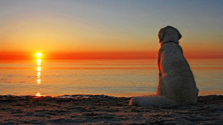 sunset, Sun, Dogs HD Wallpaper Desktop Background