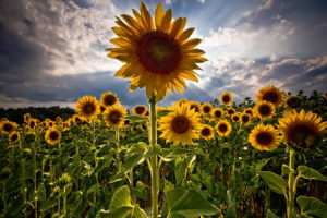 flowers, Fields, Skyscapes, Sunflowers