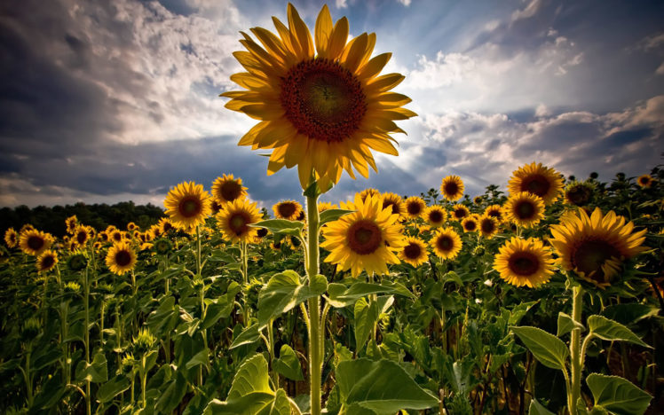 flowers, Fields, Skyscapes, Sunflowers HD Wallpaper Desktop Background