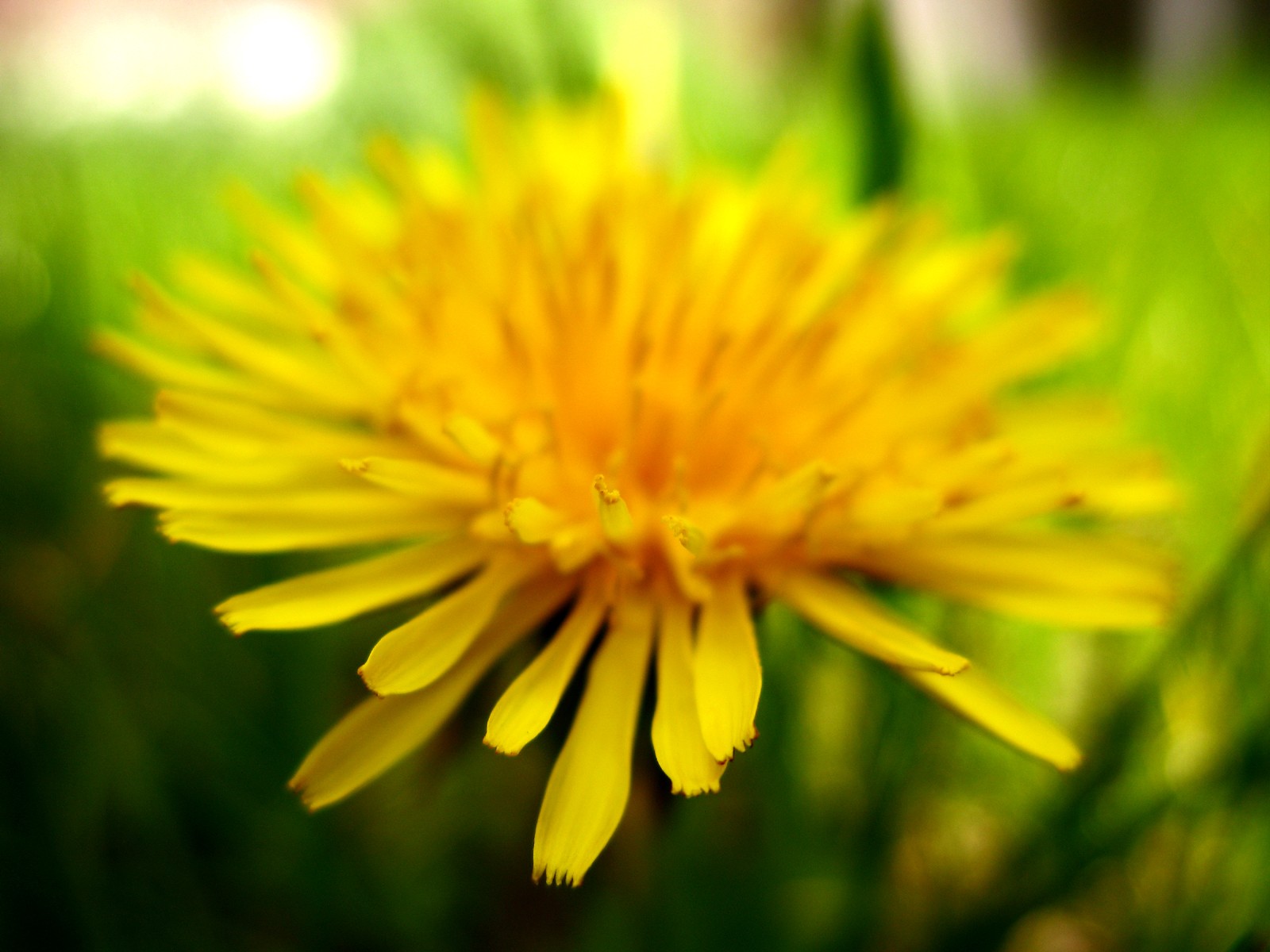 nature, Flowers, Plants, Dandelions Wallpaper