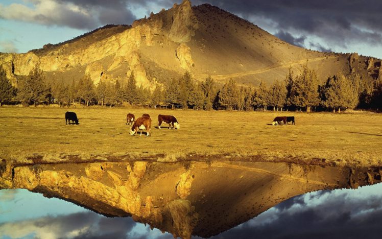 mountains, Cows, Plains HD Wallpaper Desktop Background