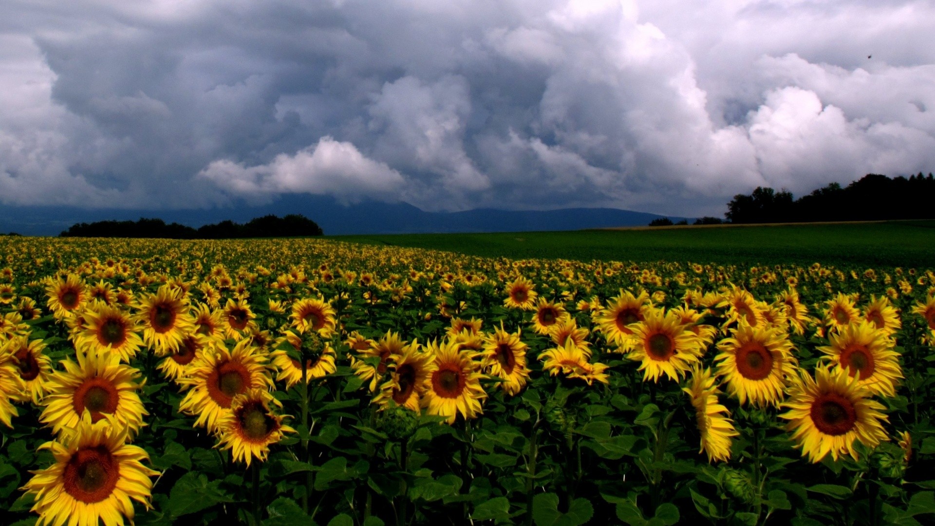 landscapes, Nature, Sunflowers Wallpaper