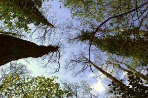 nature, Trees, Forests, Skyscapes, Worms, Eye, View