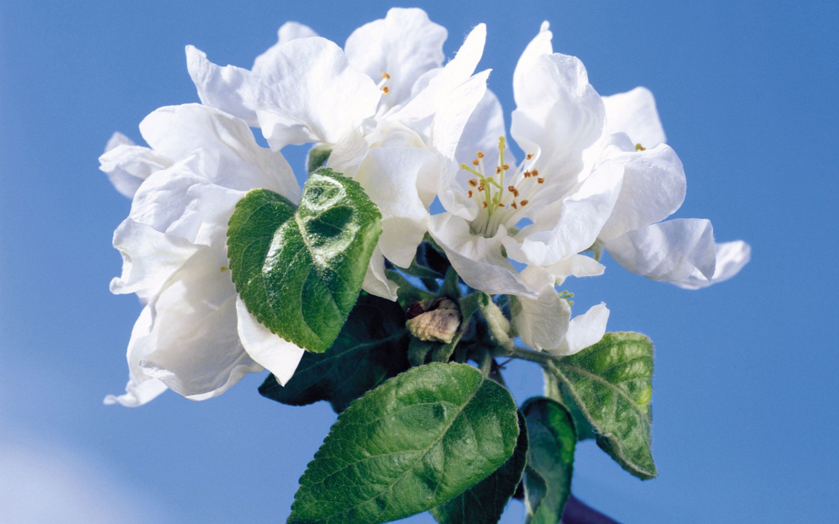 flowers, White, Flowers Wallpaper