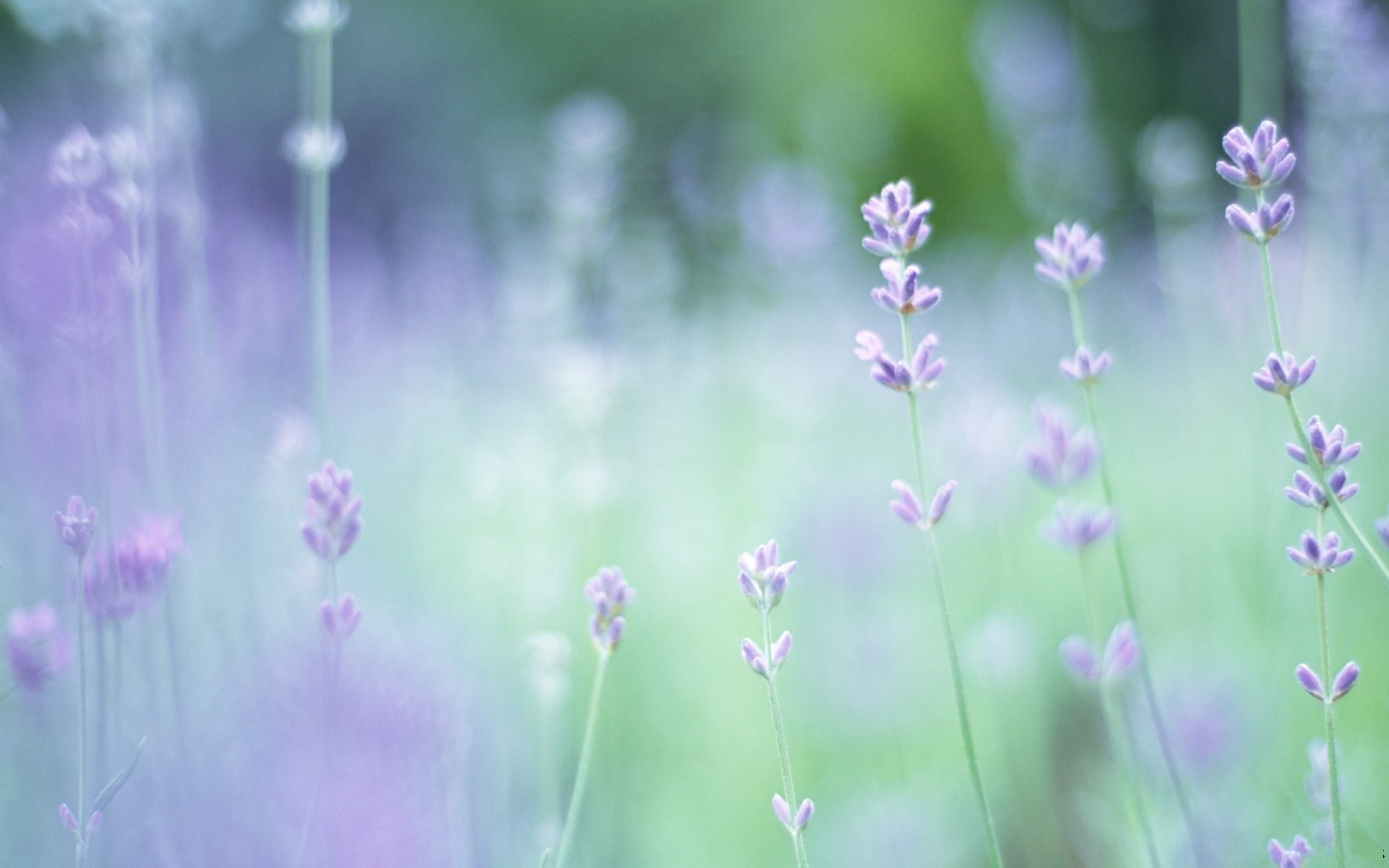 flowers Wallpaper