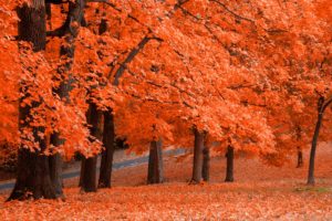 trees, Autumn