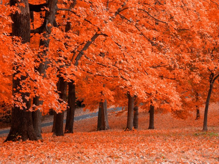 trees, Autumn HD Wallpaper Desktop Background