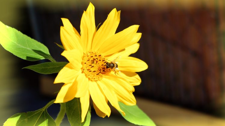 nature, Flowers, Animals, Bees HD Wallpaper Desktop Background