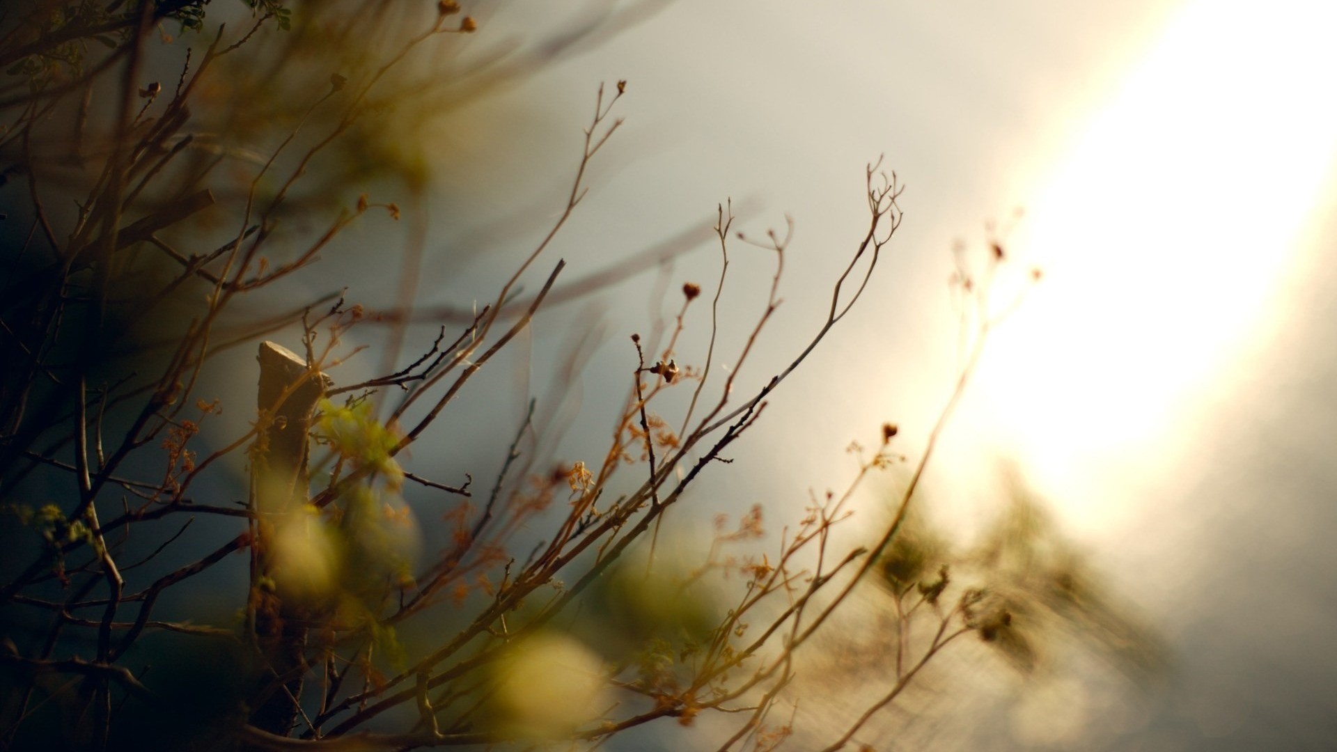 nature, Macro Wallpaper